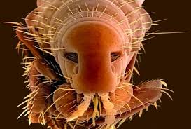 pulga 7 - Dedetizadora de pulgas em Barueri