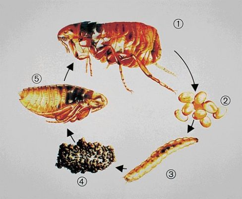 Dedetizadora de pulgas no Cambuci