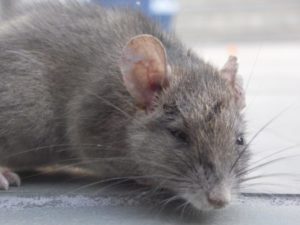 Dedetizadora de Ratos em Curitiba