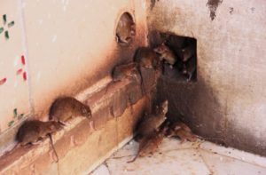 Dedetização de Rato em Dedetizadora de rato na Zona Oeste