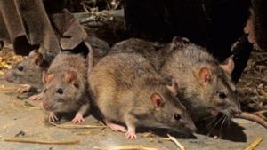 Dedetização de Rato em Dedetizadora de rato em Alphaville