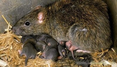 Como Acabar Ratos em Casa