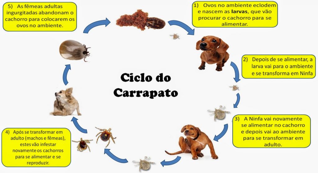 Dedetizadora de Carrapato em Vinhedo