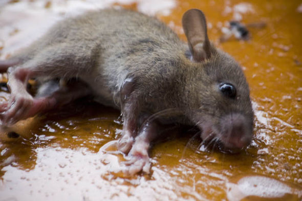 Como eliminar ratos e ratazanas conhecendo seus hábitos