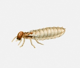sinais de infestação de térmitas