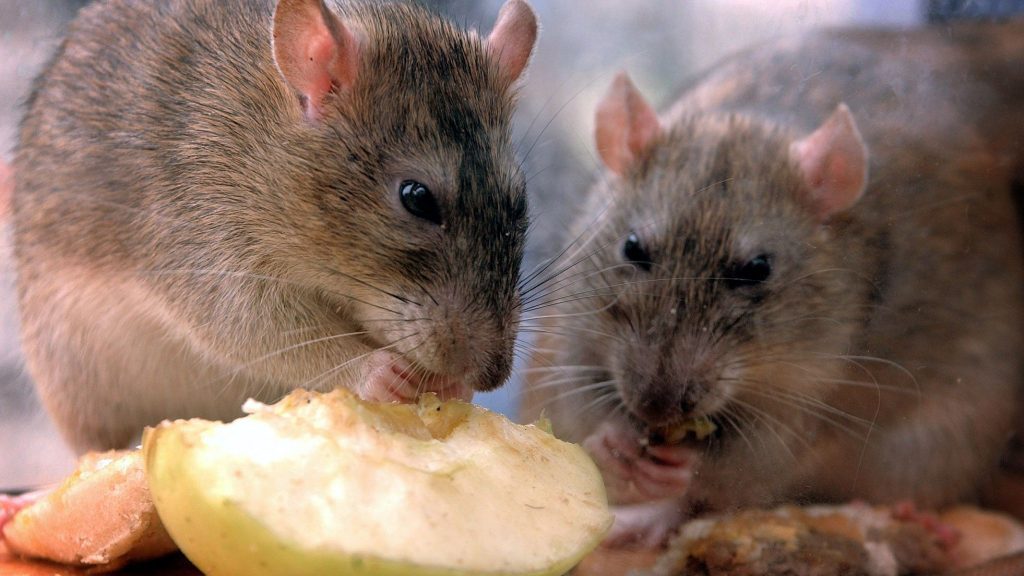 Quais doenças os ratos podem transmitir