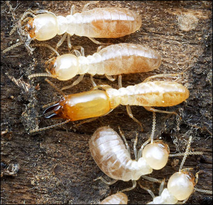 termites.com common subterraneans - Dedetizadora de cupim em Pinheiros