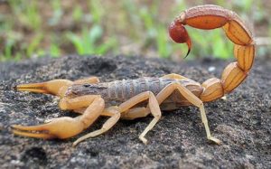Escorpião