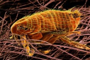 O que é bom para matar pulgas no ambiente