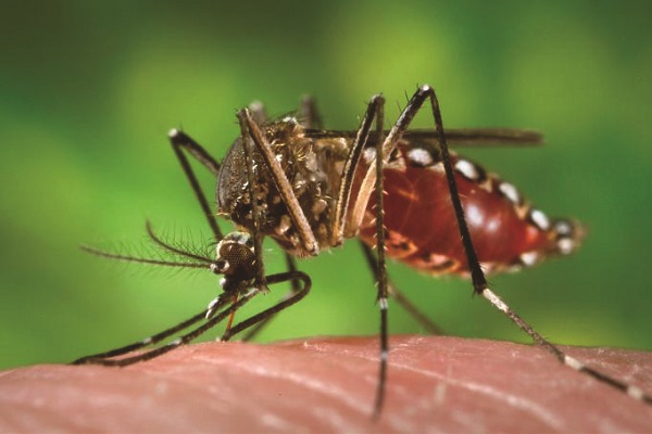 DEDETIZADORA DE MOSQUITO