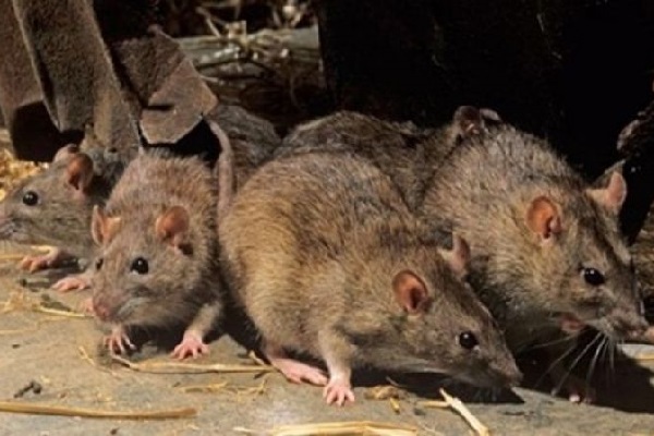 Dedetizadora de rato em Bauru