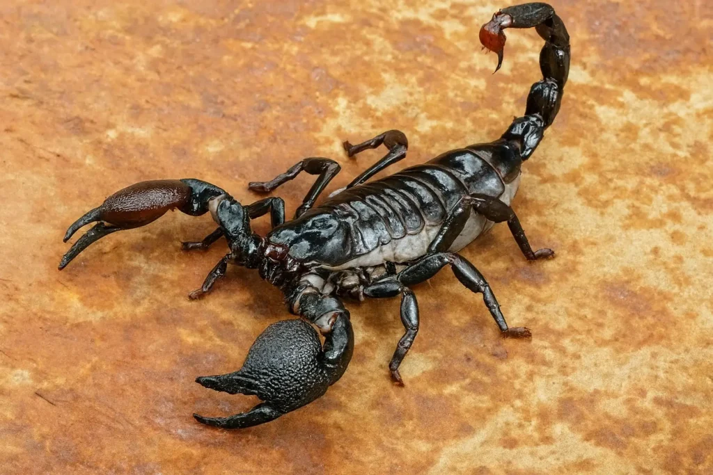 Dedetizadora em São Paulo