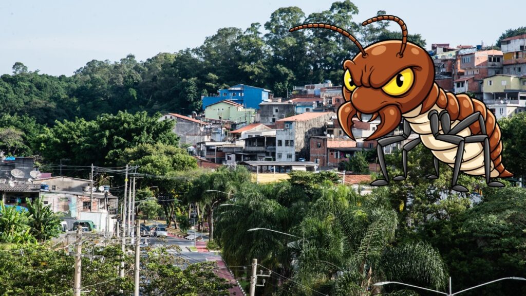 Cupins em Osasco